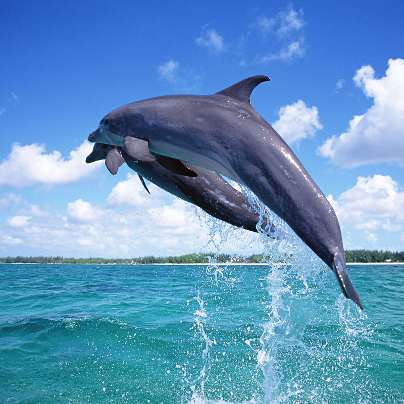DOLPHIN ADVENTURES