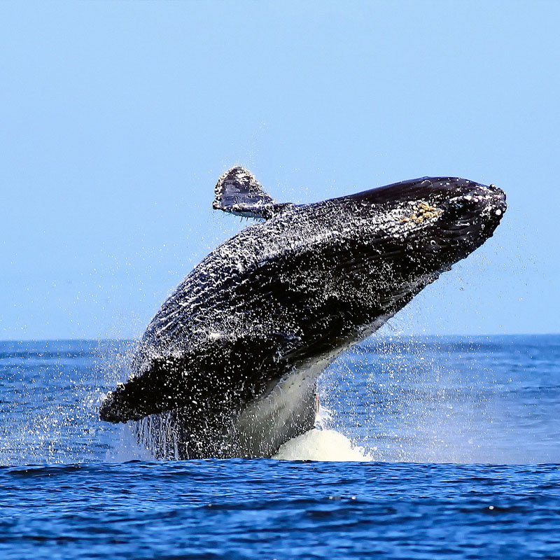 WHALE WATCHING
