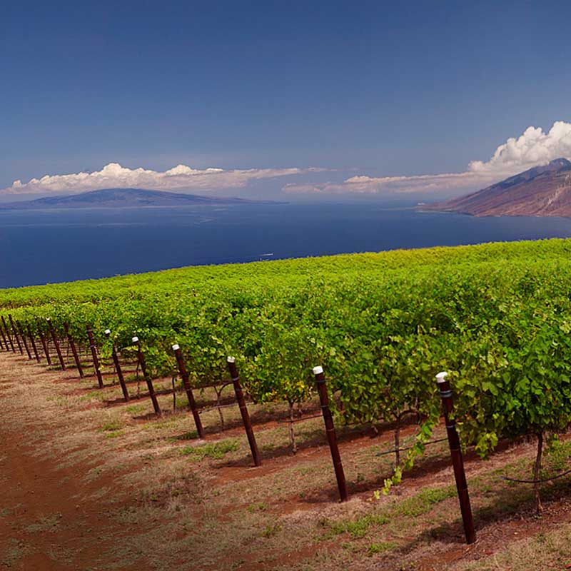 MAUI WINERY