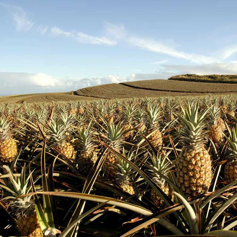 PINEAPPLE TOUR